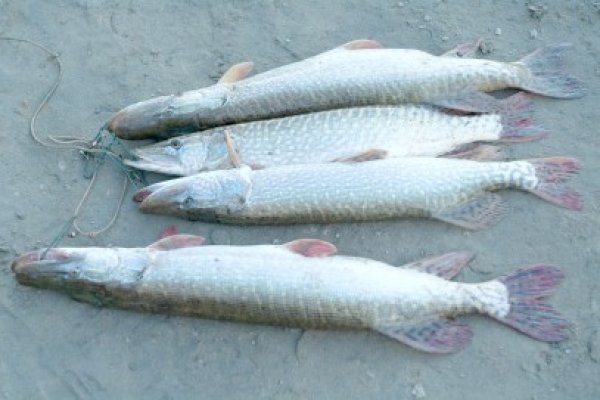 Amendat cu 40 de milioane pentru că voia să vândă peşti prea mici